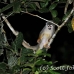 monkey_squirrel_common_la_h_1459_ecu3650.jpg